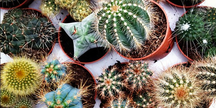 Dans la vie, il y a des cactus…