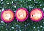 muffins vanille & fruits rouges-top